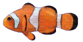 clownfish - Gratis geanimeerde GIF