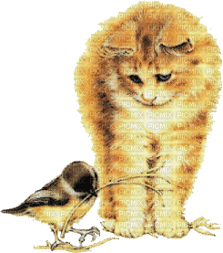 cat gif - Ingyenes animált GIF