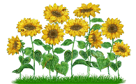 flowers-daisies-NitsaPap - 無料のアニメーション GIF