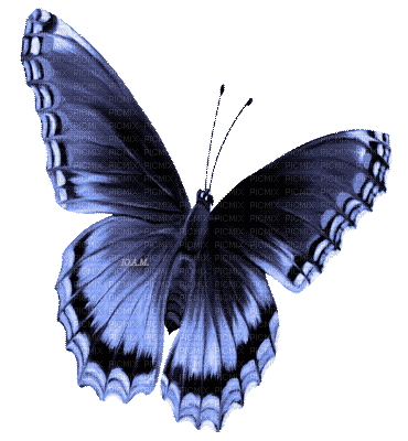 Y.A.M._Summer butterfly blue - GIF animé gratuit
