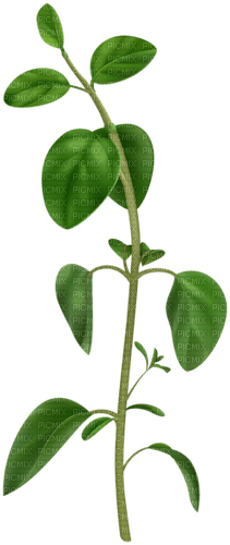 Green Plant - 免费PNG
