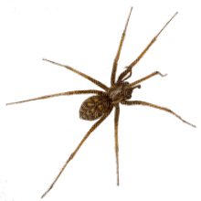 Kaz_Creations Spider - png ฟรี
