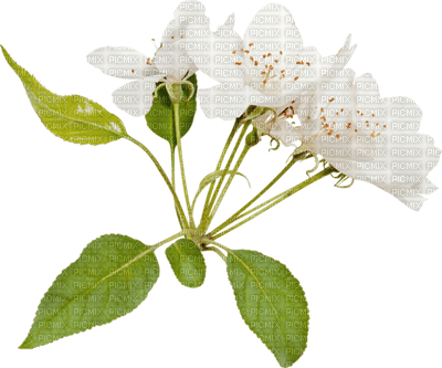 Kaz_Creations Deco Flowers Flower White - besplatni png