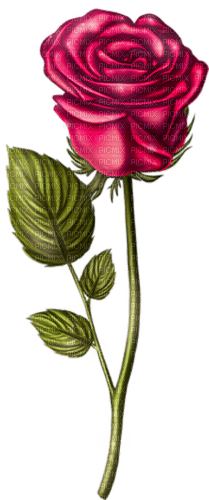 rose  by nataliplus - PNG gratuit