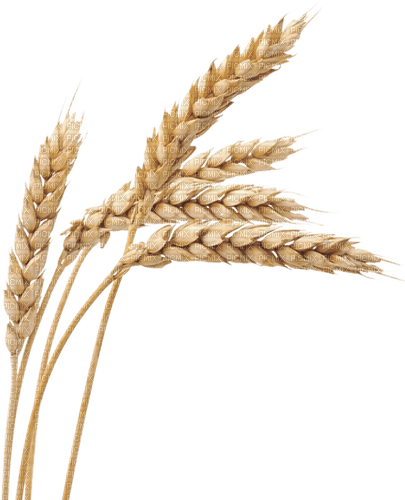 Wheat.Blé.Trigo.Victoriabea - PNG gratuit