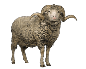 Kaz_Creations Sheep - ücretsiz png