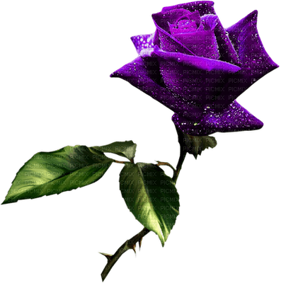 fleur Pelageya - PNG gratuit