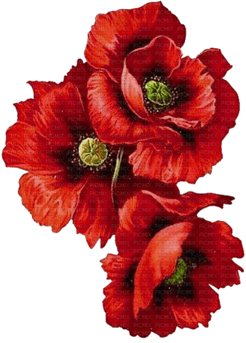 Blumen, Mohn, Flowers, Poppy - darmowe png