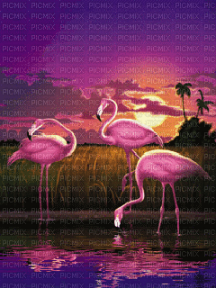 flamingo sunset - Gratis geanimeerde GIF