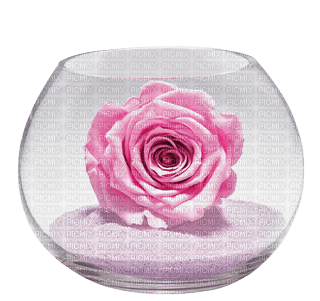 růže - kostenlos png