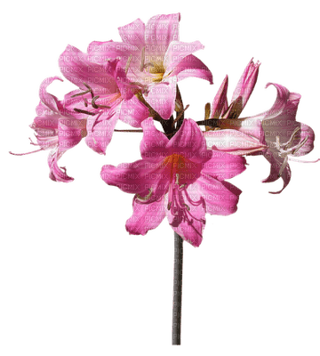 belladonna, kukka, fleur, flower - kostenlos png