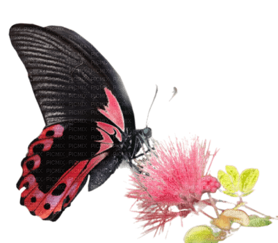 papillon - besplatni png