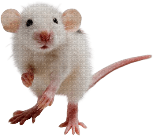 мышь , гиф,  Карина - PNG gratuit