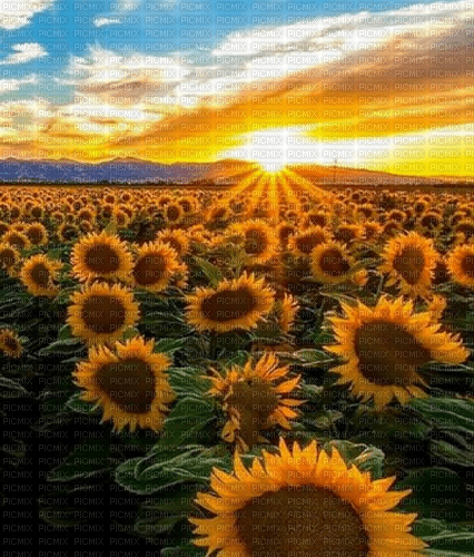 Rena Sonnenblumen Hintergrund Sunrise - nemokama png