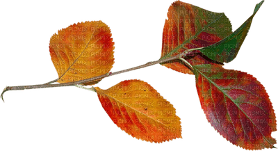 Kaz_Creations Deco  Colours Autumn Leaves Leafs - Free PNG
