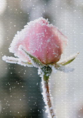 rosemab - Besplatni animirani GIF