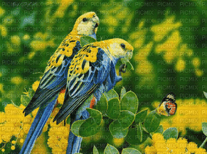 parrot-NitsaPap - GIF เคลื่อนไหวฟรี