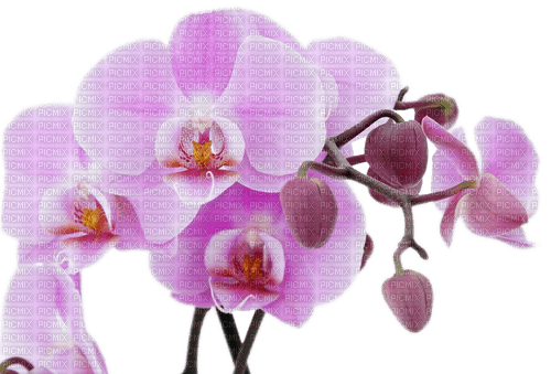 orchidee milla1959 - png gratis