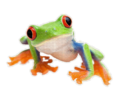 grenouille - GIF animado grátis
