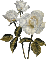 λευκο τριανταφυλλο - Безплатен анимиран GIF