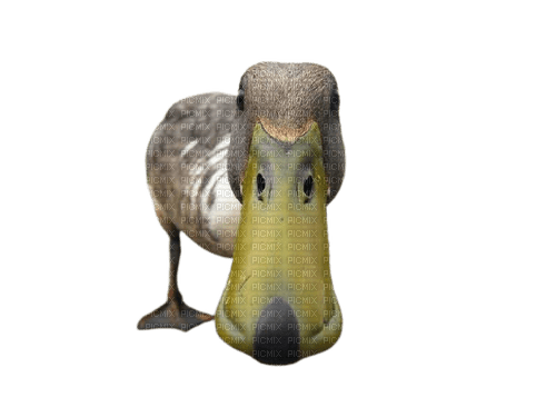 duck - zadarmo png
