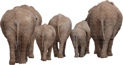 elephant, wild animal - бесплатно png