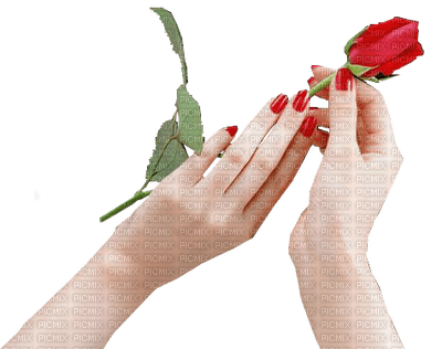 hand,flower,rose - ücretsiz png