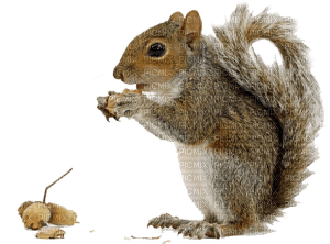 Kaz_Creations Squirrel - besplatni png