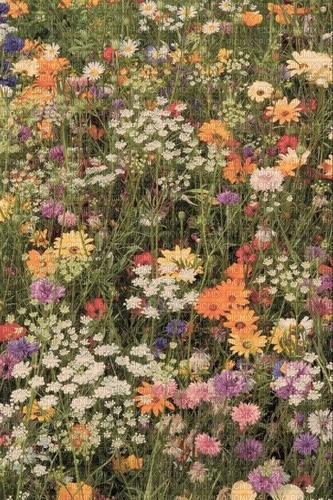 flowers painted - Free PNG