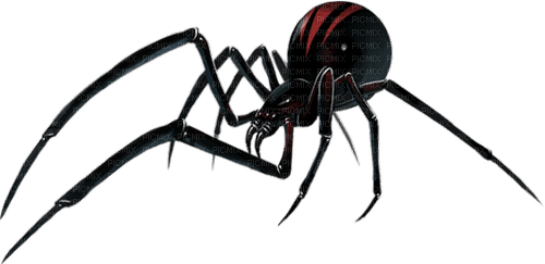 spider by nataliplus - PNG gratuit