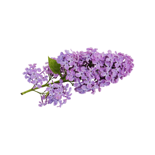 kikkapink deco scrap lavender flowers purple - PNG gratuit