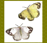 Butterflies - 免费动画 GIF