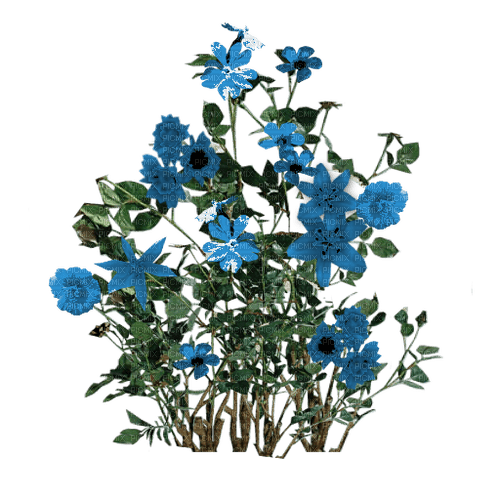 blue wild flowers bunch sunshine3 - PNG gratuit