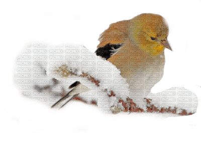 loly33 oiseaux hiver - бесплатно png