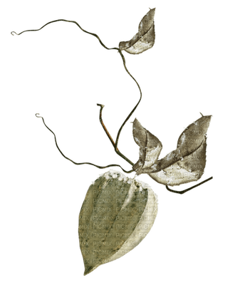 set beige-leaf-blad-kvist-deco-minou52 - PNG gratuit