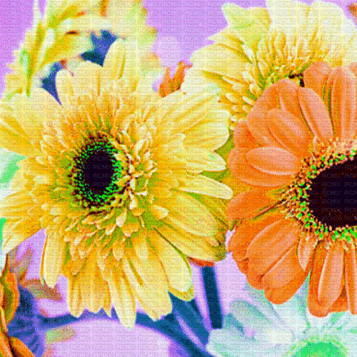 Sa  / BG.anim.flowers.yelllow.orange.idca - Besplatni animirani GIF