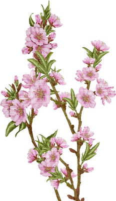 rosa-blommor - PNG gratuit