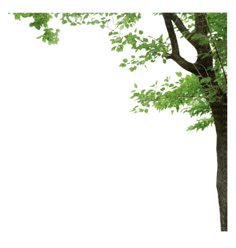 Tree - Bogusia - png gratis