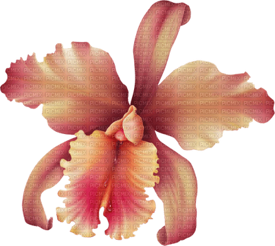 orchids pink bp - zadarmo png