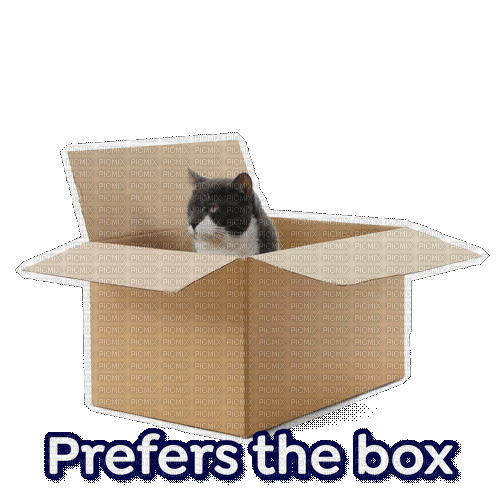 Cat Box - 免费动画 GIF