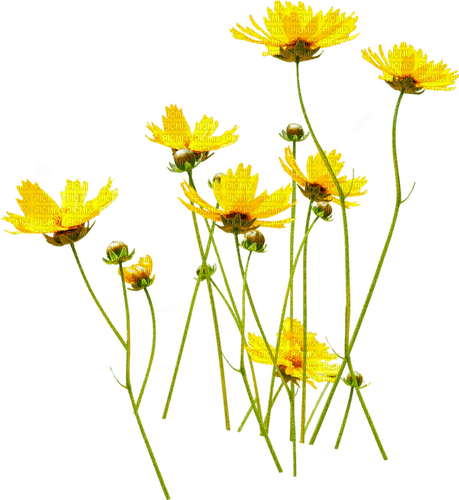 Yellow Flowers.Fleurs.Garden.Victoriabea - ücretsiz png