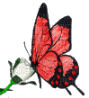 papillonGS - Nemokamas animacinis gif