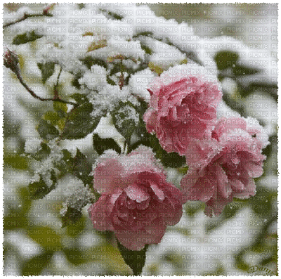 Frosty rosses - Free animated GIF