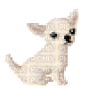 Dog Puppy Chien Chihuahua - GIF animé gratuit