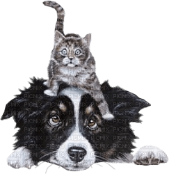 chien chat - Free PNG