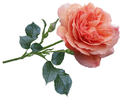 ruusu, rose, kukka, fleur, flower - бесплатно png