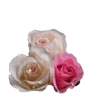 Roses - png grátis