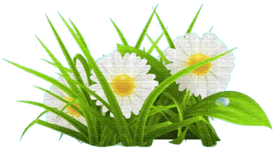 nbl - Daisy Flowers - Free PNG
