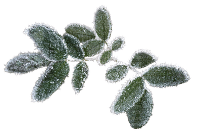 Plants.leaves.Neige.Winter.Victoriabea - Free PNG