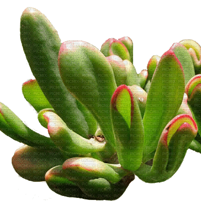 succulent plants bp - Ingyenes animált GIF